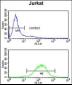C1QB Antibody (N-term)
